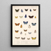 Insecta Lepidoptera Rhopalocera Pl 045 - Frederick DuCane Godman — gerahmtes Bild an der Wand