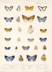 Insecta Lepidoptera Rhopalocera Pl 047 - Frederick DuCane Godman — Ansicht des Kunstwerks
