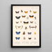 Insecta Lepidoptera Rhopalocera Pl 048 - Frederick DuCane Godman — gerahmtes Bild an der Wand