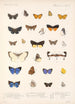 Insecta Lepidoptera Rhopalocera Pl 048 - Frederick DuCane Godman — Ansicht des Kunstwerks