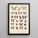Insecta Lepidoptera Rhopalocera Pl 050 - Frederick DuCane Godman — gerahmtes Bild an der Wand