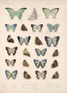 Insecta Lepidoptera Rhopalocera Pl 050 - Frederick DuCane Godman — Ansicht des Kunstwerks