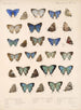 Insecta Lepidoptera Rhopalocera Pl 051 - Frederick DuCane Godman — Ansicht des Kunstwerks