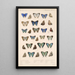 Insecta Lepidoptera Rhopalocera Pl 051 - Frederick DuCane Godman — gerahmtes Bild an der Wand