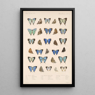 Frederick DuCane Godman - Insecta LepidopteraRhopalocera Pl 052.webp