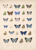 Insecta Lepidoptera Rhopalocera Pl 053 - Frederick DuCane Godman — Ansicht des Kunstwerks