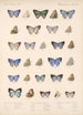 Insecta Lepidoptera Rhopalocera Pl 054 - Frederick DuCane Godman — Ansicht des Kunstwerks