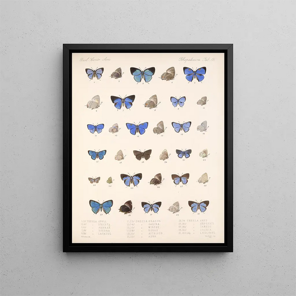 Insekten Lepidoptera Rhopalocera Pl 056 - Frederick DuCane Godman — gerahmtes Bild an der Wand