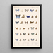 Insecta Lepidoptera Rhopalocera Pl 057 - Frederick DuCane Godman — gerahmtes Bild an der Wand