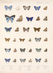 Insecta Lepidoptera Rhopalocera Pl 057 - Frederick DuCane Godman — Ansicht des Kunstwerks