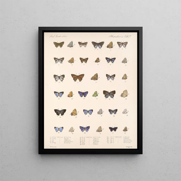Insekten Lepidoptera Rhopalocera Pl 058 - Frederick DuCane Godman — gerahmtes Bild an der Wand