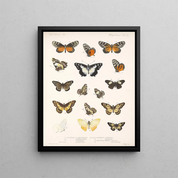 Insekten Lepidoptera Rhopalocera Pl 060 - Frederick DuCane Godman — gerahmtes Bild an der Wand