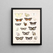 Insekten Lepidoptera Rhopalocères Pl 061 - Frederick DuCane Godman — gerahmtes Bild an der Wand