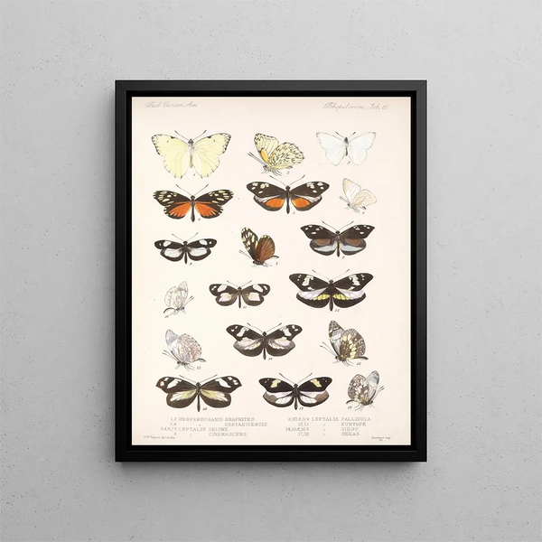 Insekten Lepidoptera Rhopalocères Pl 061 - Frederick DuCane Godman — gerahmtes Bild an der Wand