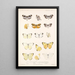 Insecta Lepidoptera Rhopalocera Pl 062 - Frederick DuCane Godman — gerahmtes Bild an der Wand