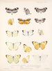 Insecta Lepidoptera Rhopalocera Pl 062 - Frederick DuCane Godman — Ansicht des Kunstwerks