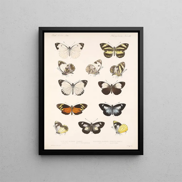 Insekten Lepidoptera Rhopalocères Pl 063 - Frederick DuCane Godman — gerahmtes Bild an der Wand