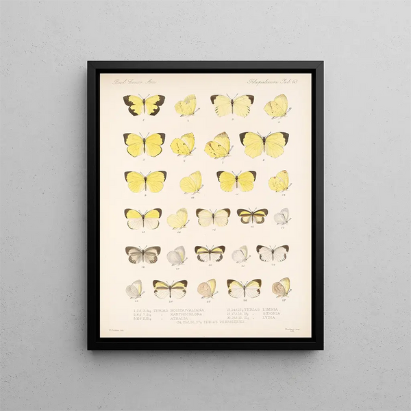 Insekten Lepidoptera Rhopalocères Pl 064 - Frederick DuCane Godman — gerahmtes Bild an der Wand