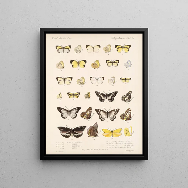 Insekten Lepidoptera Rhopalocera Pl 065 - Frederick DuCane Godman — gerahmtes Bild an der Wand