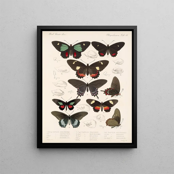 Insekten Lepidoptera Rhopalocera Pl 066 - Frederick DuCane Godman — gerahmtes Bild an der Wand