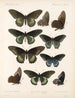 Insekten Lepidoptera Rhopalocera Pl 067 - Frederick DuCane Godman — Ansicht des Kunstwerks