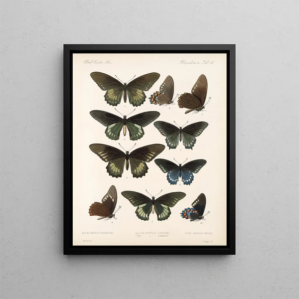 Insekten Lepidoptera Rhopalocera Pl 067 - Frederick DuCane Godman — gerahmtes Bild an der Wand