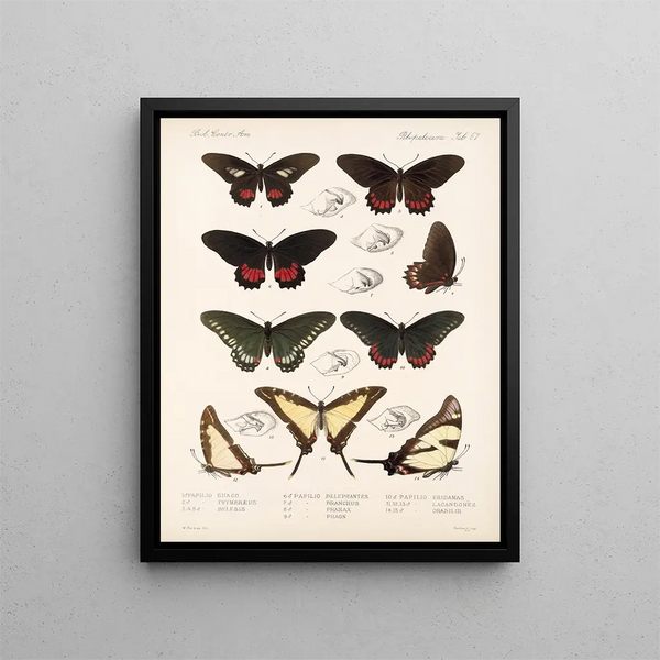 Insekten Lepidoptera Rhopalocères Pl 068 - Frederick DuCane Godman — gerahmtes Bild an der Wand