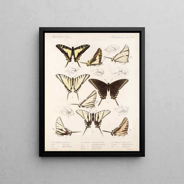 Insekten Lepidoptera Rhopalocera Pl 069 - Frederick DuCane Godman — gerahmtes Bild an der Wand