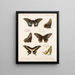 Insekten Lepidoptera Rhopalocera Pl 070 - Frederick DuCane Godman — gerahmtes Bild an der Wand