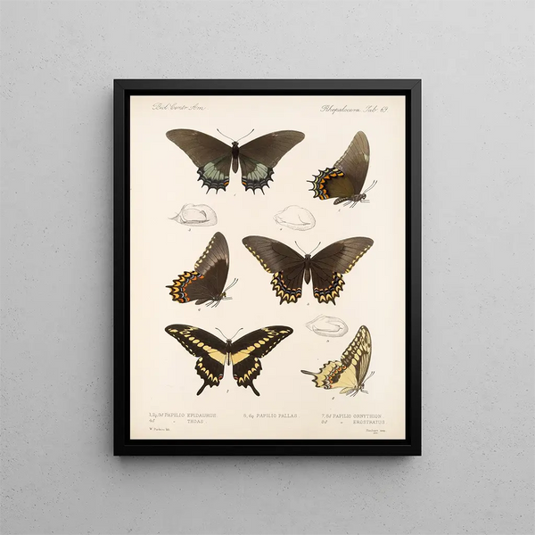 Insekten Lepidoptera Rhopalocera Pl 070 - Frederick DuCane Godman — gerahmtes Bild an der Wand
