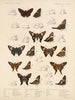 Insekten Lepidoptera Rhopalocera Pl 076 - Frederick DuCane Godman — Ansicht des Kunstwerks