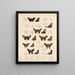 Insekten Lepidoptera Rhopalocera Pl 076 - Frederick DuCane Godman — gerahmtes Bild an der Wand