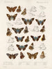 Insekten Lepidoptera Rhopalocera Pl 106 - Frederick DuCane Godman — Ansicht des Kunstwerks