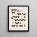 Insekten Lepidoptera Rhopalocera Pl 106 - Frederick DuCane Godman — gerahmtes Bild an der Wand