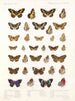 Insekten Schmetterlinge Rhopalocères Pl 109 - Frederick DuCane Godman — Ansicht des Kunstwerks