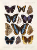 Insekten Lepidoptera Rhopalocera Pl 110 - Frederick DuCane Godman — Ansicht des Kunstwerks