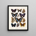 Insekten Lepidoptera Rhopalocera Pl 110 - Frederick DuCane Godman — gerahmtes Bild an der Wand