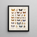 Insekten Lepidoptera Rhopalocera Pl 111 - Frederick DuCane Godman — gerahmtes Bild an der Wand