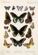 Insecta Lepidoptera Rhopalocera Pl 112 - Frederick DuCane Godman — Ansicht des Kunstwerks