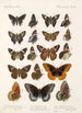 Insecta Lepidoptera Rhopalocera Pl 113 - Frederick DuCane Godman — Ansicht des Kunstwerks