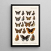 Insecta Lepidoptera Rhopalocera Pl 113 - Frederick DuCane Godman — gerahmtes Bild an der Wand