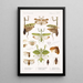 Insecta Orthoptera Pl 2 - Frederick DuCane Godman — gerahmtes Bild an der Wand
