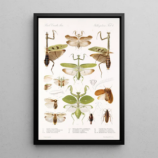 Frederick DuCane Godman - Insecta Orthoptera Pl 2.webp