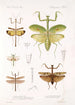 Insecta Orthoptera Pl 4 - Frederick DuCane Godman — Ansicht des Kunstwerks