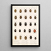 Insecta Rhynchota Hemiptera Heteroptera Pl 02 - Frederick DuCane Godman — gerahmtes Bild an der Wand