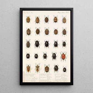 Frederick DuCane Godman - Insecta Rhynchota HemipteraHeteroptera Pl 02.webp