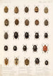Insecta Rhynchota Hemiptera Heteroptera Pl 02 - Frederick DuCane Godman — Ansicht des Kunstwerks