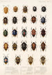 Insecta Rhynchota Hemiptera Heteroptera Pl 03 - Frederick DuCane Godman — Ansicht des Kunstwerks