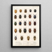 Insecta Rhynchota Hemiptera Heteroptera Pl 03 - Frederick DuCane Godman — gerahmtes Bild an der Wand