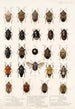 Insecta Rhynchota Hemiptera Heteroptera Pl 04 - Frederick DuCane Godman — Ansicht des Kunstwerks
